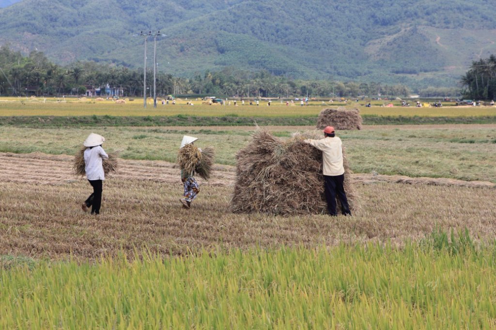 06-Harvested rice field.jpg - Harvested rice field